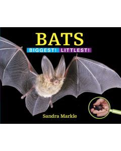 Bats: Biggest! Littlest!