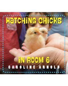 Hatching Chicks in Room 6
