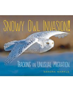 Snowy Owl Invasion: Tracking an Unusual Migration