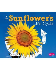 A Sunflower’s Life Cycle