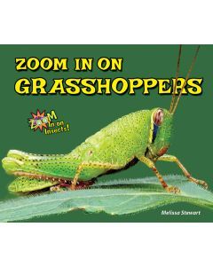Zoom In on Grasshoppers