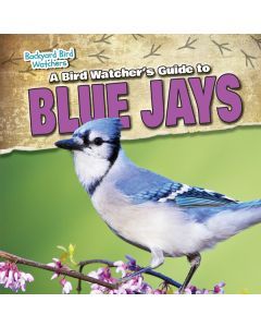 A Bird Watcher’s Guide to Blue Jays