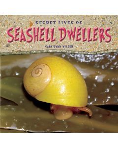Secret Lives of Seashell Dwellers